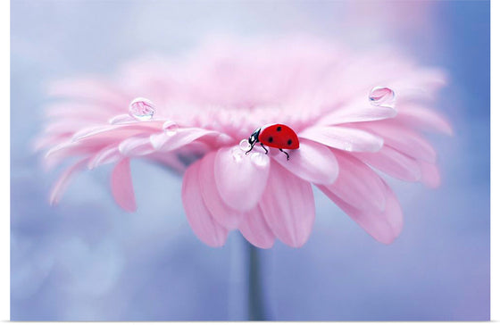 "Ladybug on Pink Flower"