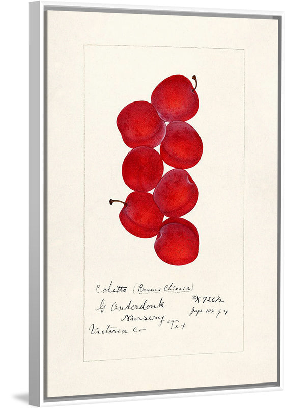 "Plums (Prunus Domestica) (1888)"