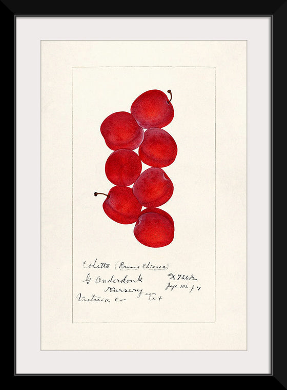 "Plums (Prunus Domestica) (1888)"