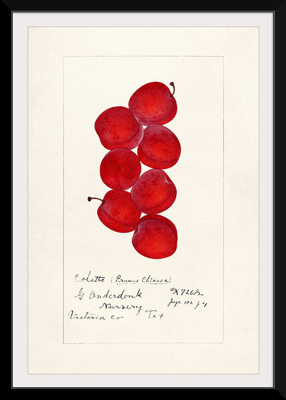 "Plums (Prunus Domestica) (1888)"