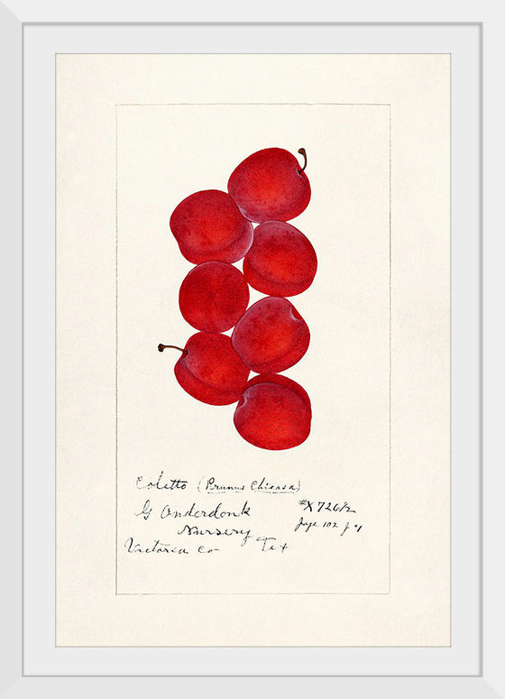 "Plums (Prunus Domestica) (1888)"