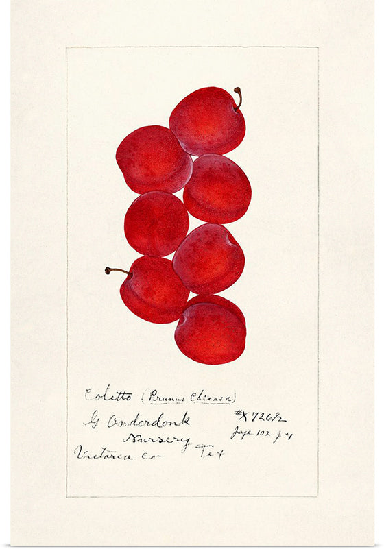 "Plums (Prunus Domestica) (1888)"