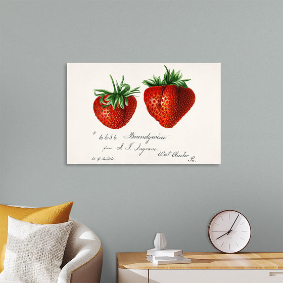 "Strawberries (Fragaria) (1840–1911)", Deborah Griscom Passmore