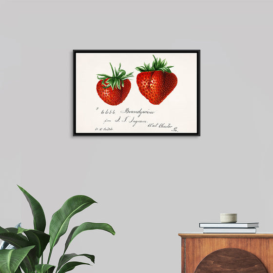 "Strawberries (Fragaria) (1840–1911)", Deborah Griscom Passmore