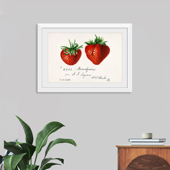 "Strawberries (Fragaria) (1840–1911)", Deborah Griscom Passmore