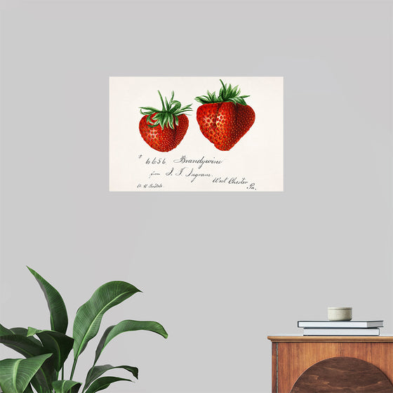 "Strawberries (Fragaria) (1840–1911)", Deborah Griscom Passmore