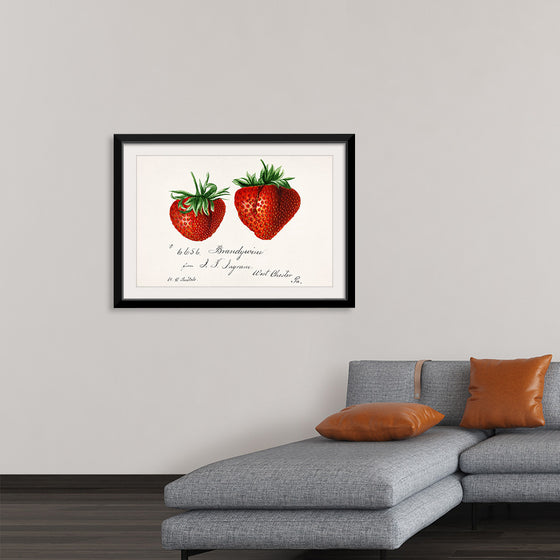 "Strawberries (Fragaria) (1840–1911)", Deborah Griscom Passmore