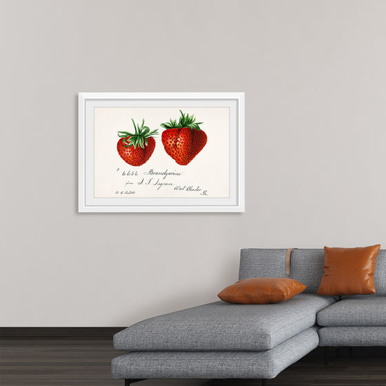 "Strawberries (Fragaria) (1840–1911)", Deborah Griscom Passmore