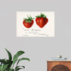 "Strawberries (Fragaria) (1840–1911)", Deborah Griscom Passmore