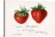  Adorn your space with the exquisite “Strawberries (Fragaria) (1840–1911)” print, a masterpiece that captures the lush and vibrant essence of two beautifully illustrated strawberries. Each berry, meticulously detailed to showcase its unique texture and radiant red hue, is a testament to the artist’s skill and devotion. 