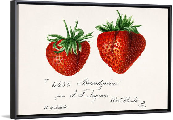 "Strawberries (Fragaria) (1840–1911)", Deborah Griscom Passmore