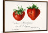 "Strawberries (Fragaria) (1840–1911)", Deborah Griscom Passmore