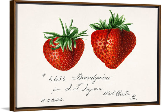 "Strawberries (Fragaria) (1840–1911)", Deborah Griscom Passmore