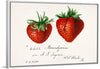 "Strawberries (Fragaria) (1840–1911)", Deborah Griscom Passmore