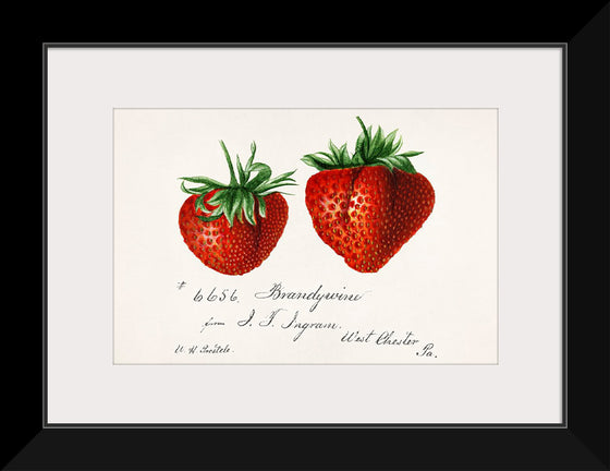 "Strawberries (Fragaria) (1840–1911)", Deborah Griscom Passmore