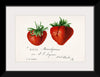 "Strawberries (Fragaria) (1840–1911)", Deborah Griscom Passmore