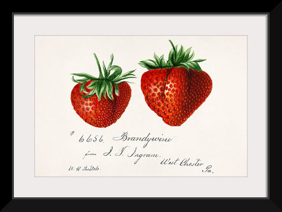 "Strawberries (Fragaria) (1840–1911)", Deborah Griscom Passmore