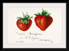 "Strawberries (Fragaria) (1840–1911)", Deborah Griscom Passmore