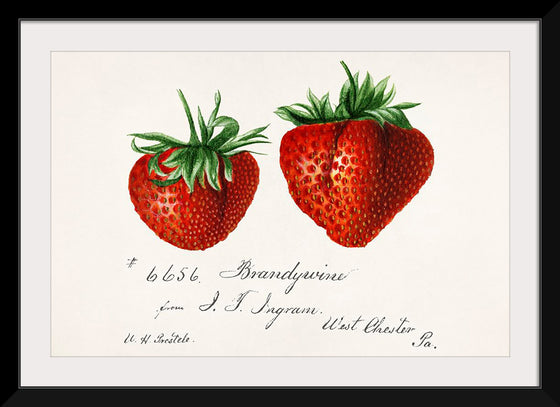 "Strawberries (Fragaria) (1840–1911)", Deborah Griscom Passmore