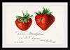 "Strawberries (Fragaria) (1840–1911)", Deborah Griscom Passmore