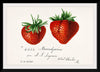 "Strawberries (Fragaria) (1840–1911)", Deborah Griscom Passmore