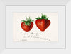 "Strawberries (Fragaria) (1840–1911)", Deborah Griscom Passmore