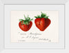 "Strawberries (Fragaria) (1840–1911)", Deborah Griscom Passmore