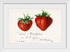 "Strawberries (Fragaria) (1840–1911)", Deborah Griscom Passmore