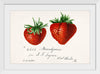 "Strawberries (Fragaria) (1840–1911)", Deborah Griscom Passmore