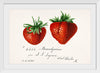 "Strawberries (Fragaria) (1840–1911)", Deborah Griscom Passmore