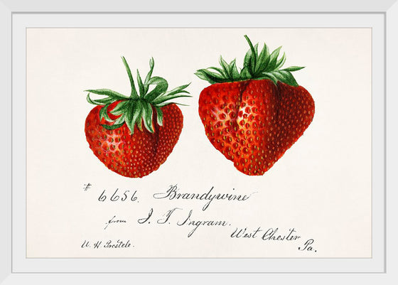 "Strawberries (Fragaria) (1840–1911)", Deborah Griscom Passmore