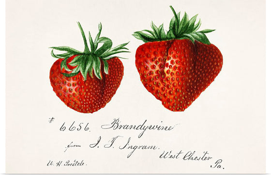 "Strawberries (Fragaria) (1840–1911)", Deborah Griscom Passmore