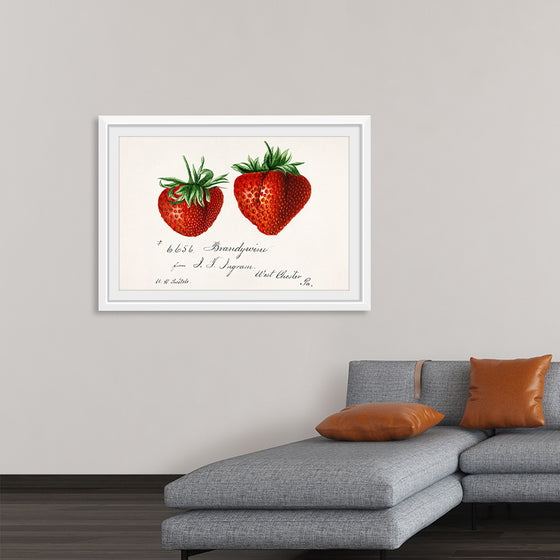 "Strawberries (Fragaria) (1840–1911)", Deborah Griscom Passmore