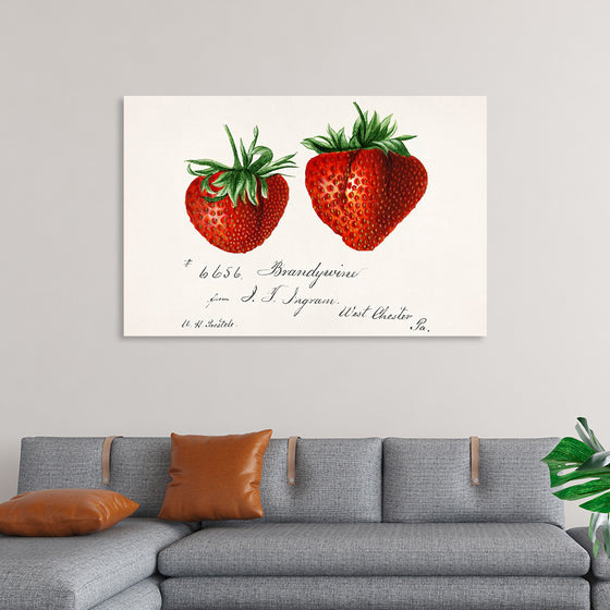 "Strawberries (Fragaria) (1840–1911)", Deborah Griscom Passmore