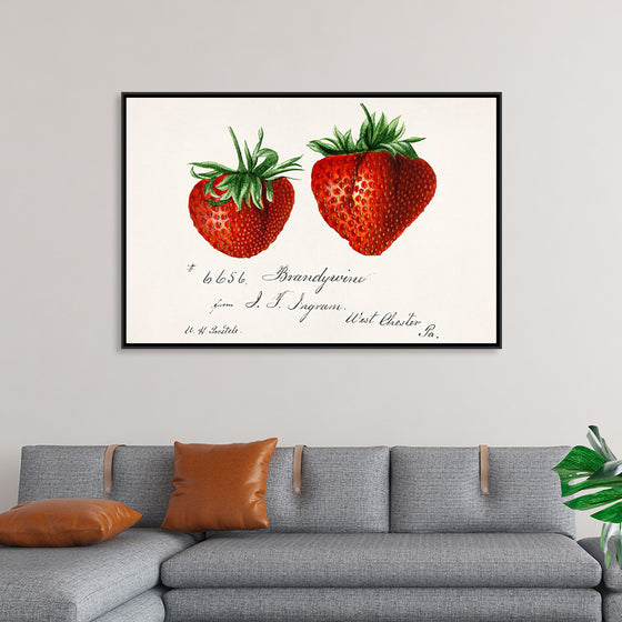 "Strawberries (Fragaria) (1840–1911)", Deborah Griscom Passmore