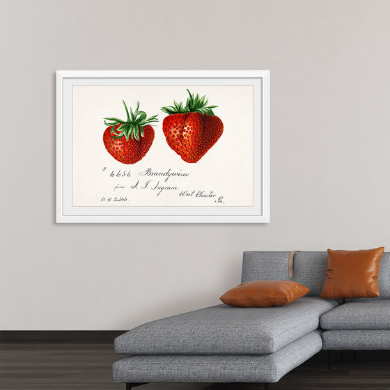 "Strawberries (Fragaria) (1840–1911)", Deborah Griscom Passmore