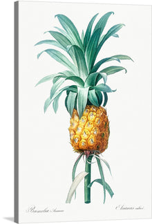  Immerse yourself in the exquisite detailing of Pierre-Joseph Redoute’s “Pineapple Illustration from Les liliacées (1805)”. This masterful artwork, now available as a high-quality print, captures the intricate beauty and vibrant colors of a pineapple with an elegance that transcends time. Each brush stroke reveals Redoute’s meticulous attention to detail, bringing to life not just a fruit, but a piece of history.