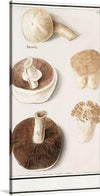 Bring the beauty of nature into your home with Anselmus Boetius de Boodt’s “Common meadow mushroom, Agaricus campestris (1596–1610)”. This artwork is a beautiful print of a scientific illustration of mushrooms. The print is perfect for anyone who loves nature, science, or art. It would make a great addition to any collection or as a statement piece in a room.