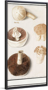 "Common meadow mushroom, Agaricus campestris (1596–1610)", Anselmus Boetius de Boodt