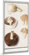 "Common meadow mushroom, Agaricus campestris (1596–1610)", Anselmus Boetius de Boodt