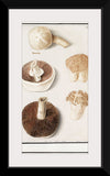 "Common meadow mushroom, Agaricus campestris (1596–1610)", Anselmus Boetius de Boodt