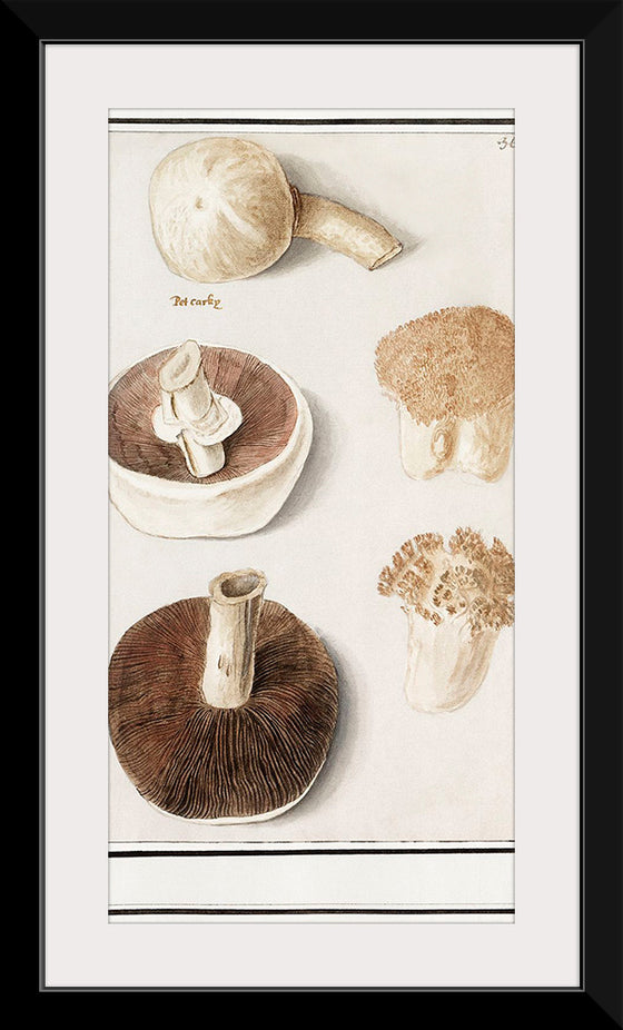 "Common meadow mushroom, Agaricus campestris (1596–1610)", Anselmus Boetius de Boodt