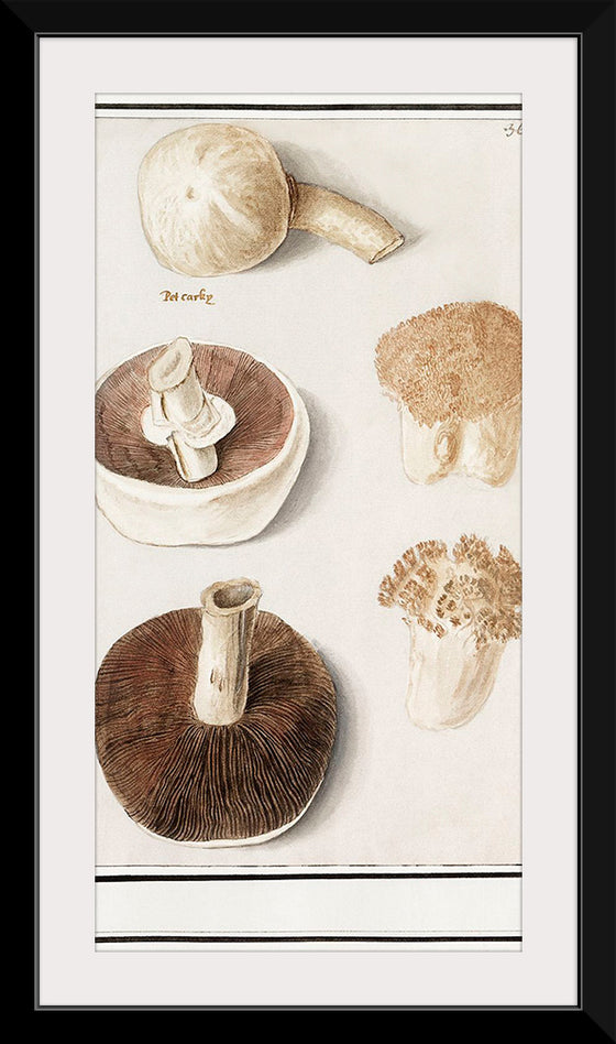 "Common meadow mushroom, Agaricus campestris (1596–1610)", Anselmus Boetius de Boodt