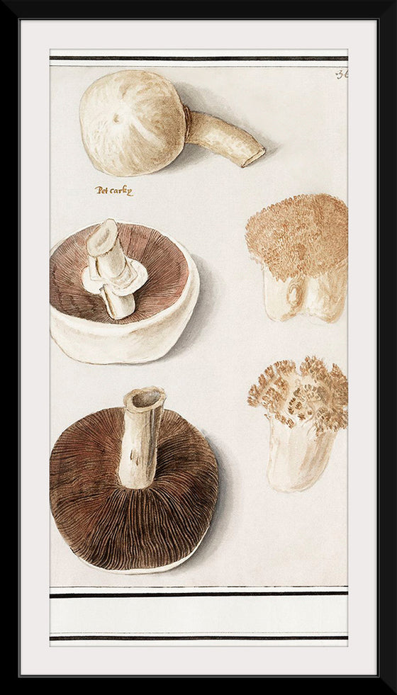 "Common meadow mushroom, Agaricus campestris (1596–1610)", Anselmus Boetius de Boodt