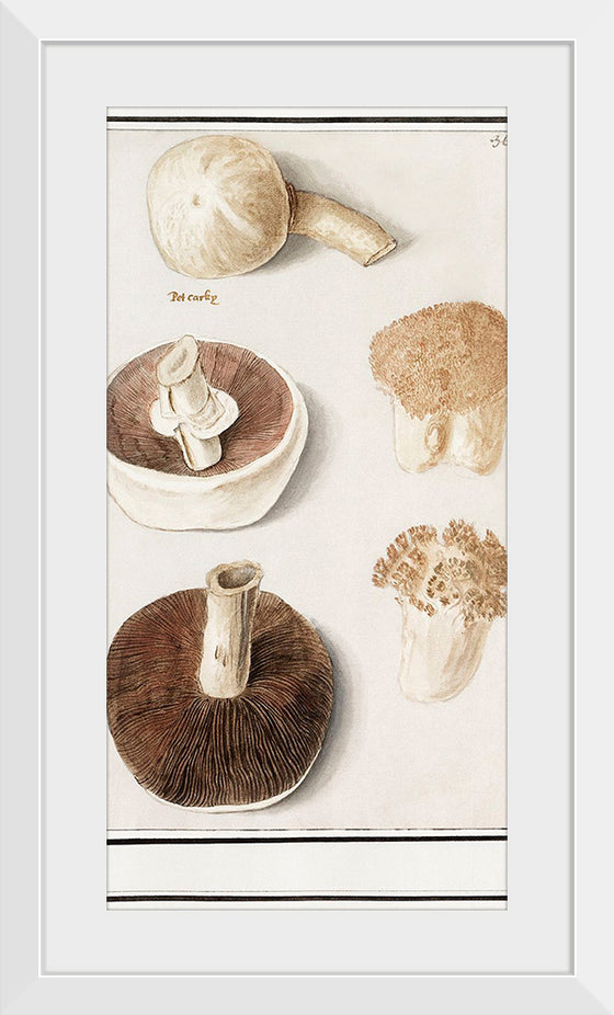 "Common meadow mushroom, Agaricus campestris (1596–1610)", Anselmus Boetius de Boodt