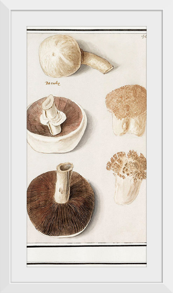 "Common meadow mushroom, Agaricus campestris (1596–1610)", Anselmus Boetius de Boodt