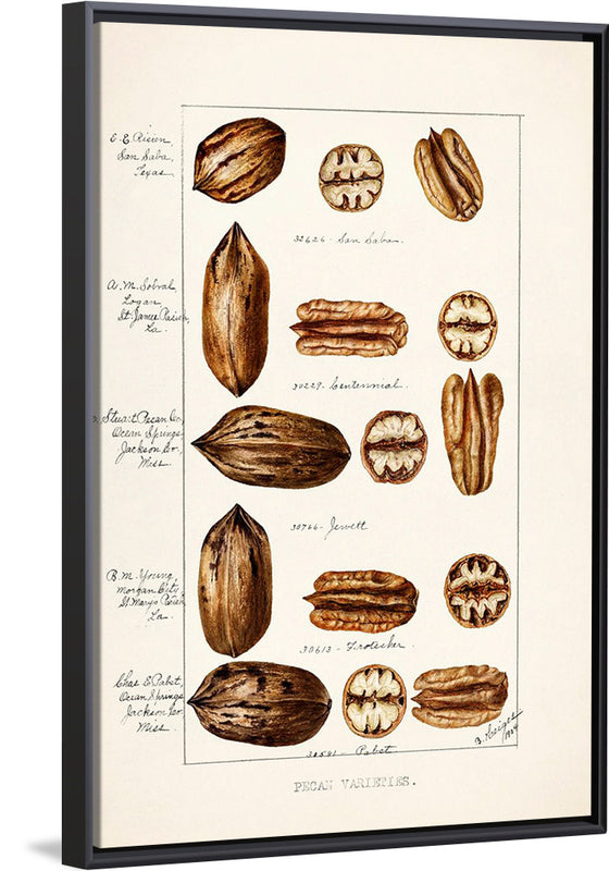 "Pecans (Carya Illinoinensis) (1904)", Bertha Heiges