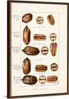 "Pecans (Carya Illinoinensis) (1904)", Bertha Heiges