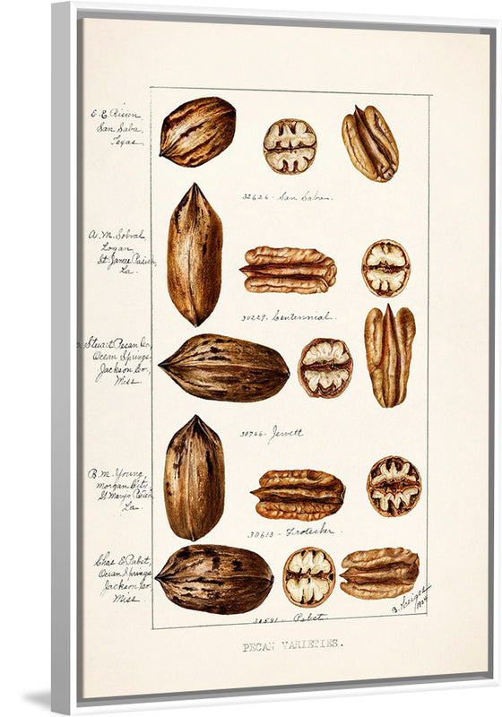 "Pecans (Carya Illinoinensis) (1904)", Bertha Heiges