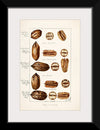 "Pecans (Carya Illinoinensis) (1904)", Bertha Heiges